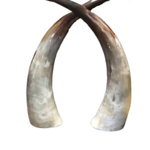 cow horn elephant tasks